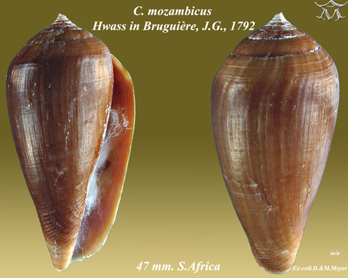 Conus mozambicus